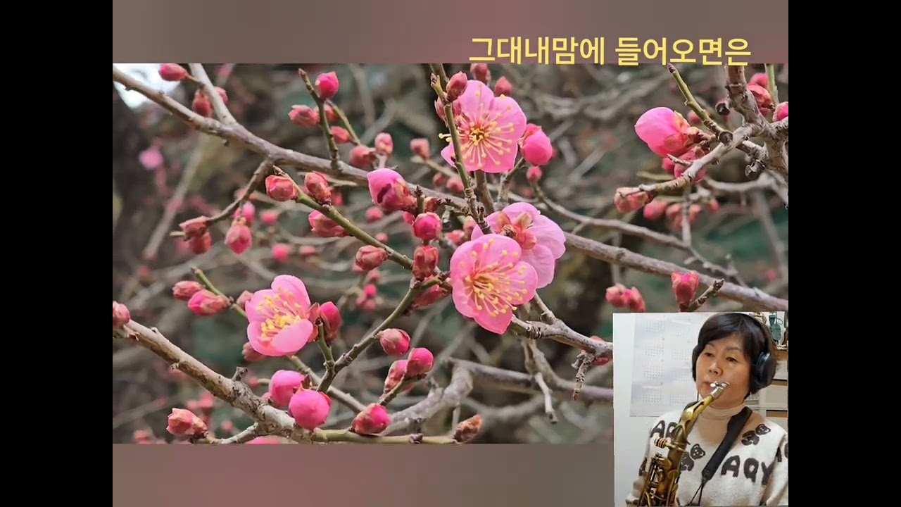 그대내맘에 들어오면은/ 조덕배 🎷🎵⚘️/          봄을 알리는 홍매화가  피었어요 😊😁😂