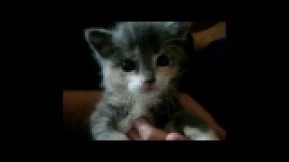 #3 22 ДНЯ КОТЕНКУ #3 22 ДНЯ КОТЕНКУ