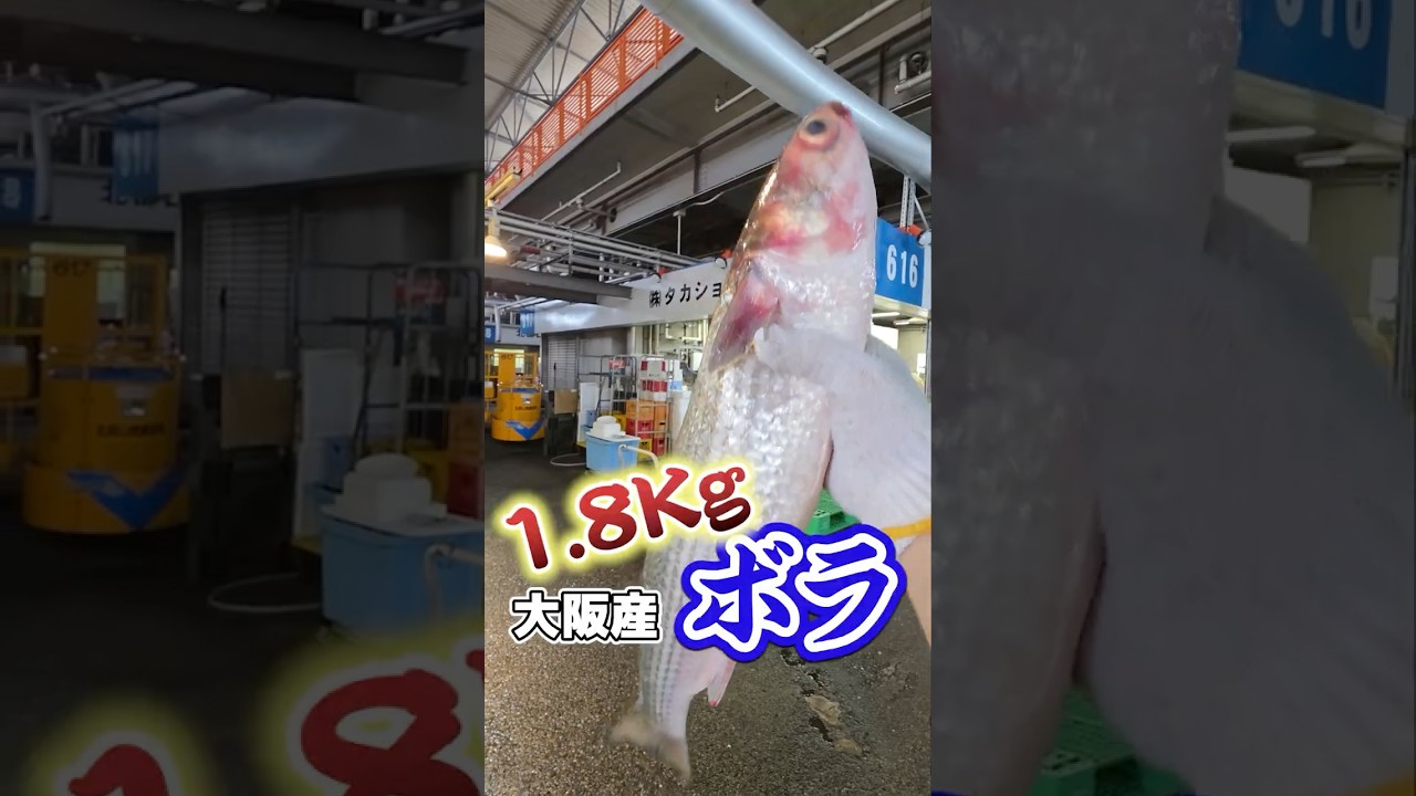 【閲覧注意】ボラ幽門がエグすぎる