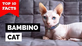 Bambino Cat TOP 10 FACTS