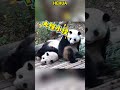 叶子把花花的狗叫声都吓出来了 Panda Redpanda夕消 Animals Redpanda夕消 上野パンダ Funny Cute Cutepanda Pets Memes 叶子把花花的狗叫声都吓出来了 Panda Redpanda夕消 Animals Redpanda夕消 上野パンダ Funny Cute Cutepanda Pets Memes