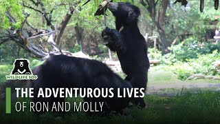 The Adventurous Lives Of Ron And Molly!