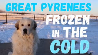 Great Pyrenees in cold weather | Do Betty & Bernard hate the snow?