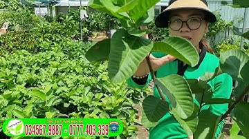 Ổi RUBY _ CÂY GIỐNG TRỒNG NHANH RA TRÁI _ THU HOẠCH QUANH NĂM