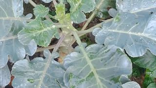 Experience On My Experiment