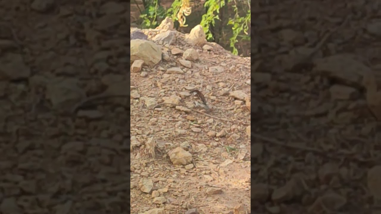 Sparrow feeding time 