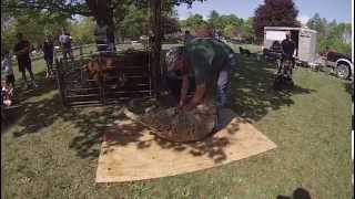 Sheep Shearing Festival with TT
