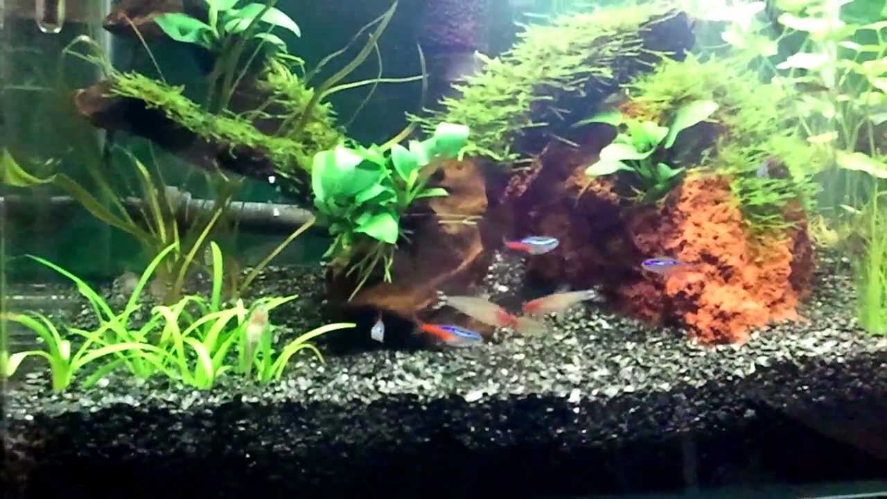 45cm水槽 ネオンテトラ ラミーノーズ他 Youtube