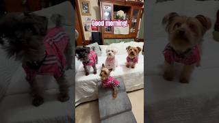 🤩 Have a great day! #dogshorts #yorkies #goodmorning #dogs #funny #yorkie #happy #dogsplaying ❤️