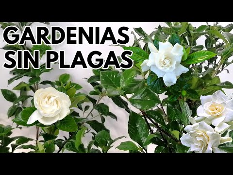 Video: Plagas de Gardenia: Problemas comunes de insectos con Gardenias