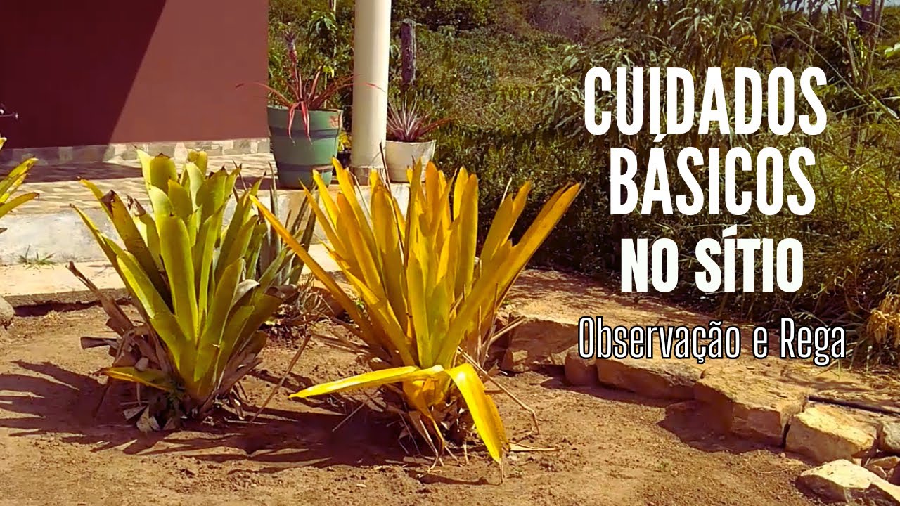 Observação silenciosa e rega básica