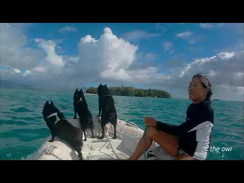 ⁣Sailing Schipperkes explore a small beach in Munda in the Solomons