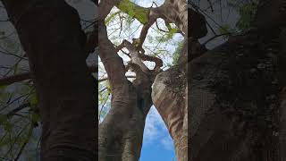 #firetree is found in bogo city plaza #april2026