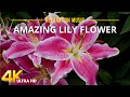 Beautiful Lily Flowers The Best Relax Music For Reduce Stress 3 HOURS 