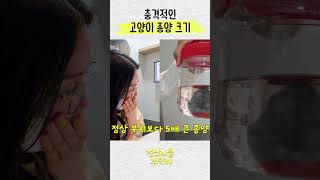 작은 몸에 커다란 종양