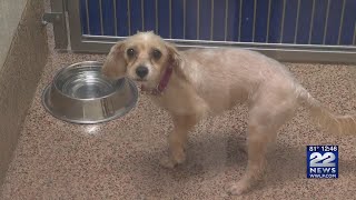 "You never know who will pull on your heartstrings," perfect time to adopt a pet