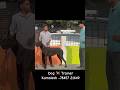 Dog show hidden Secrets 🐕