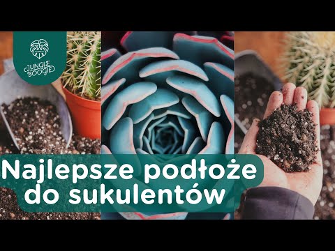 Wideo: Jaka ziemia jest potrzebna dla kaktusów?