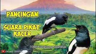 SUARA PIKAT BURUNG KACER PALING DI CARI || BISA JUGA BUAT PANCINGAN KACER MALAS BUNYI.