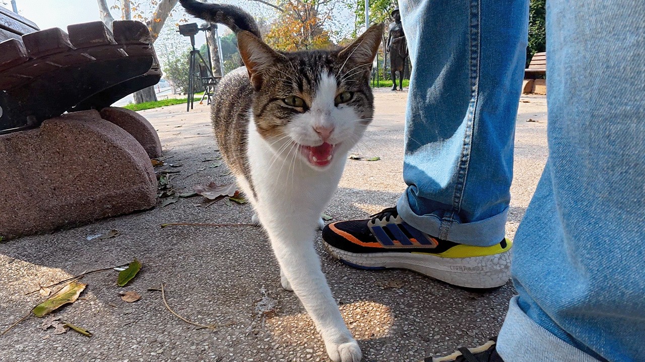 Lonely Stray Cat Can’t Stop Meowing When Someone Finally Pays Attention ... - Lonely Cat Meowing For Human Interaction