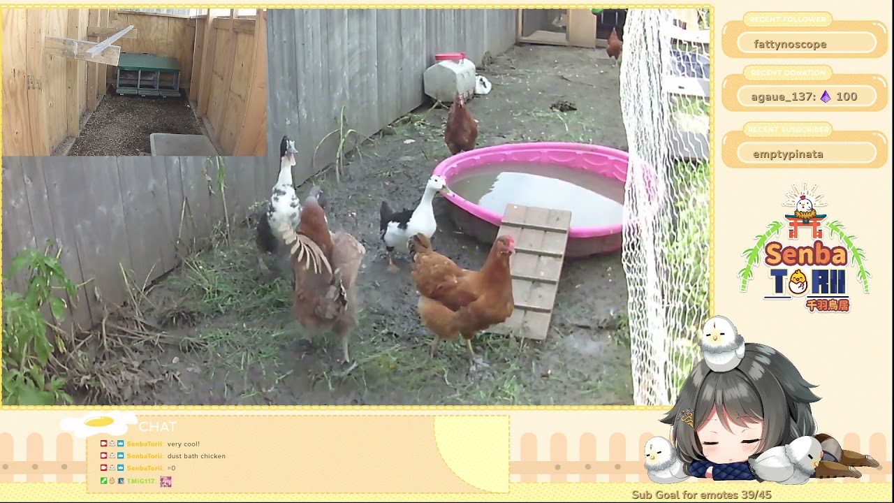 Chicken vs Ducks fight 1v2
