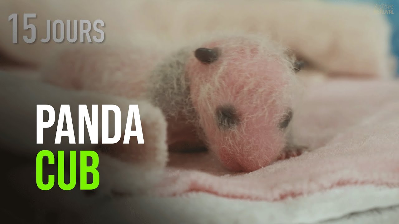 A Year In The Life Of France S 1st Baby Panda Born In 17 At Zoo De Beauval Zooborns