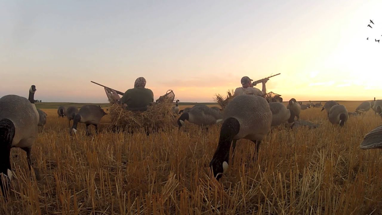 Goose Hunting the Stubble of ND YouTube