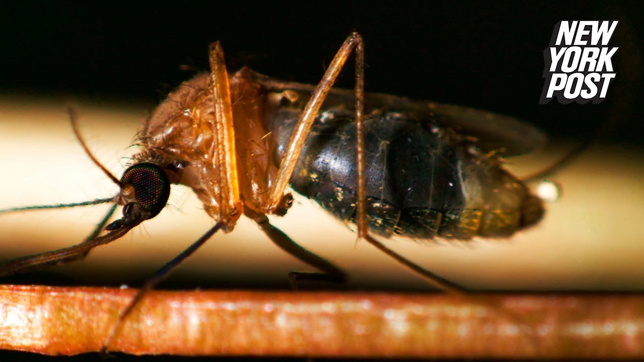 ny post mets These monster mosquitos really 'suck'
