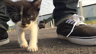 Cute Stray Kitten Follows Us Around