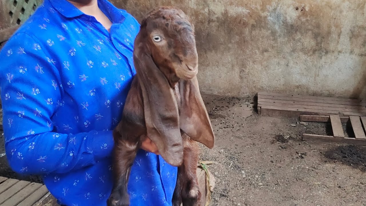 hyderabadi goats available in Hyderabad Hassan nagar hyderabadi ablak