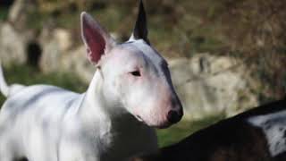 Bull Terrier  - Dog Breed Information by Zayzoo 11 views 4 years ago 1 minute, 59 seconds