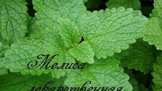 Котовник или кошачья мята. Ошибочно считалась мелиссой. Котовник или кошачья мята. Ошибочно считалась мелиссой.