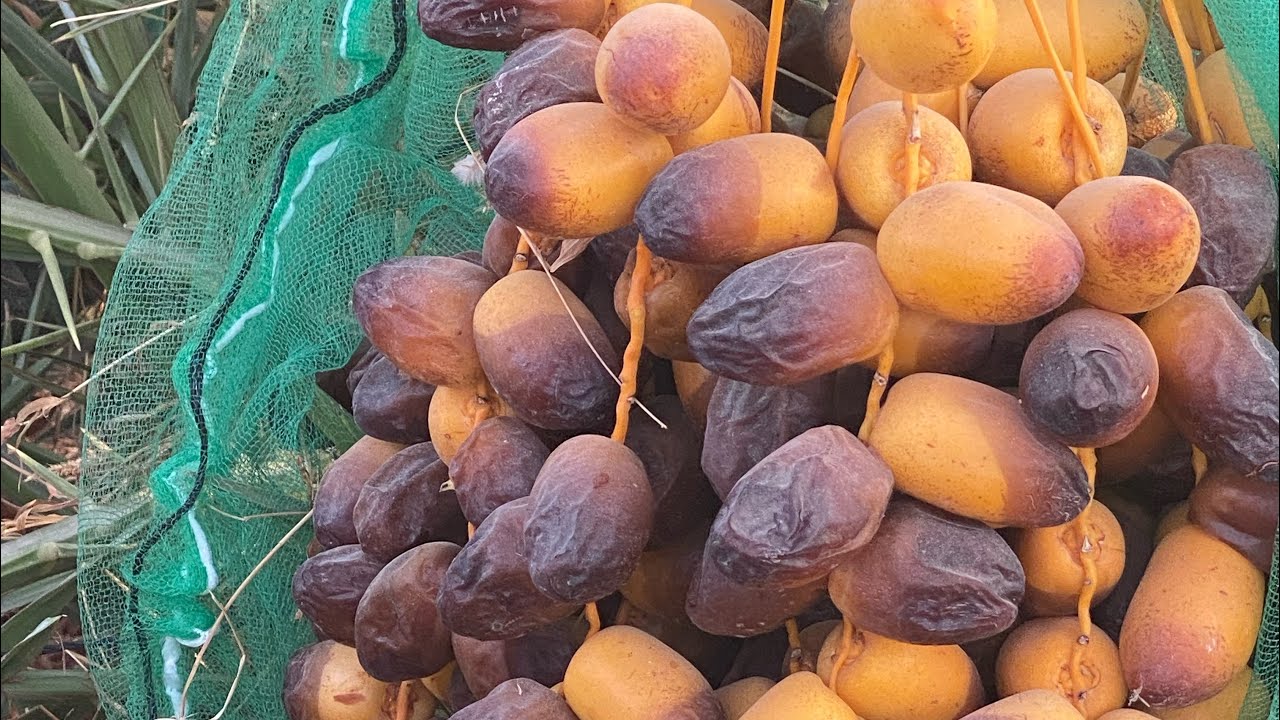 ظاهرة تكسر السعف وطريق العلاج