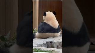 아웅😍뒤에서 안아보고싶다🥰🐼 #shorts