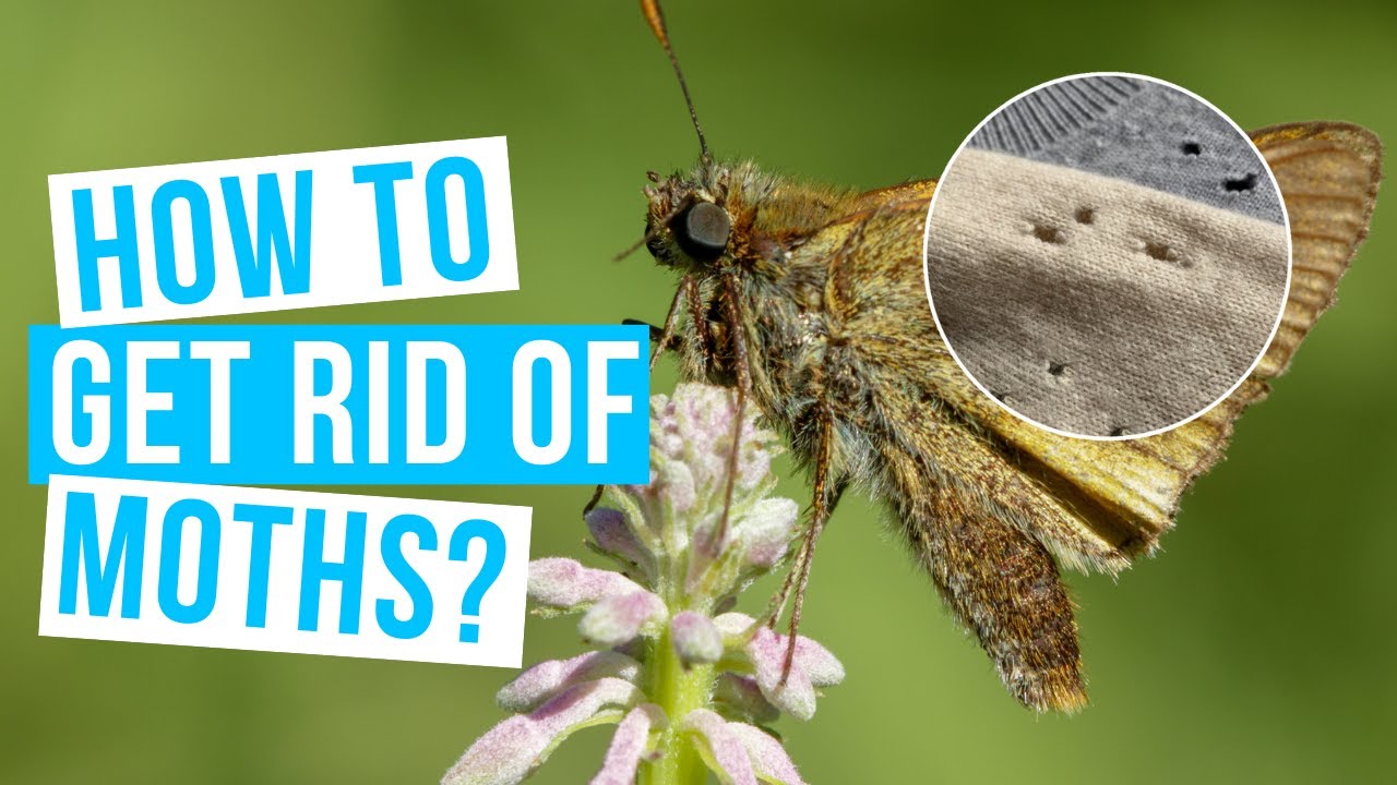 How to GET RID OF MOTHS? No more moths in house, closet, carpet or clothes  