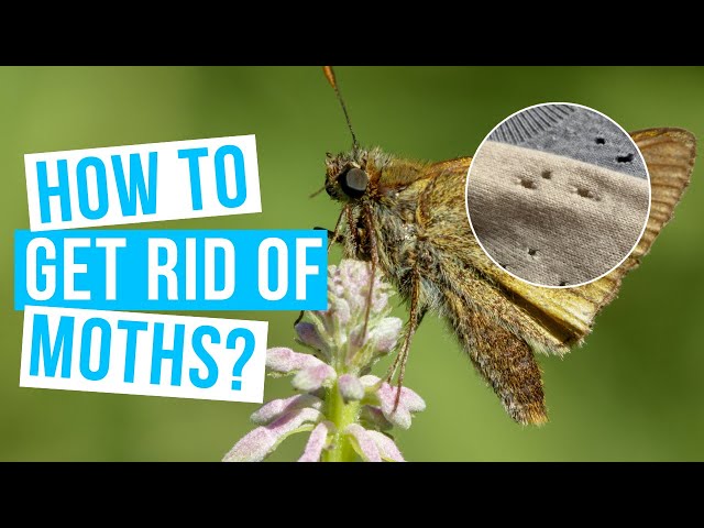 How to Get Rid of Moths