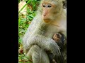 #Cutes Babies Monkey, And Daisy's baby# 265