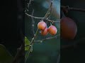 Tamarillo ( Tree Tomato ) 🍅 egg-shaped edible fruit #treetomato #tamarillo #fruit #nature #toshialey