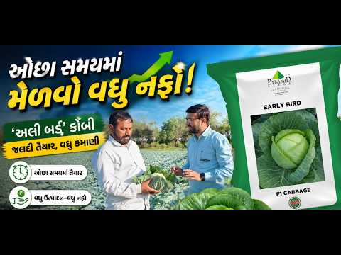 ર્લી બર્ડ' (Early Bird) કોબીની ખેતી કરીને મેળવો બમ્પર ઉત્પાદન અને માર્કેટમાં સૌથી પહેલો ભાવ!