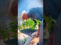 simple tricks for planting good chili seeds at the right soil temperature #shorts