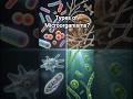 Types of Microorganisms 🔬 | Class 8 Science #scienceshorts #ncertscience