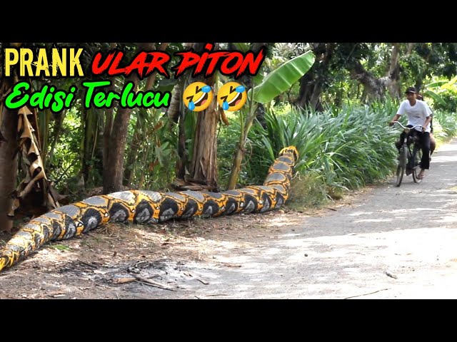 Video Lucu || Prank Ular Piton Bikin Kocar-kacir || Asli Bikin Ngakak 🤣🤣 class=