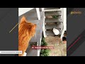 7 years with a feral cat