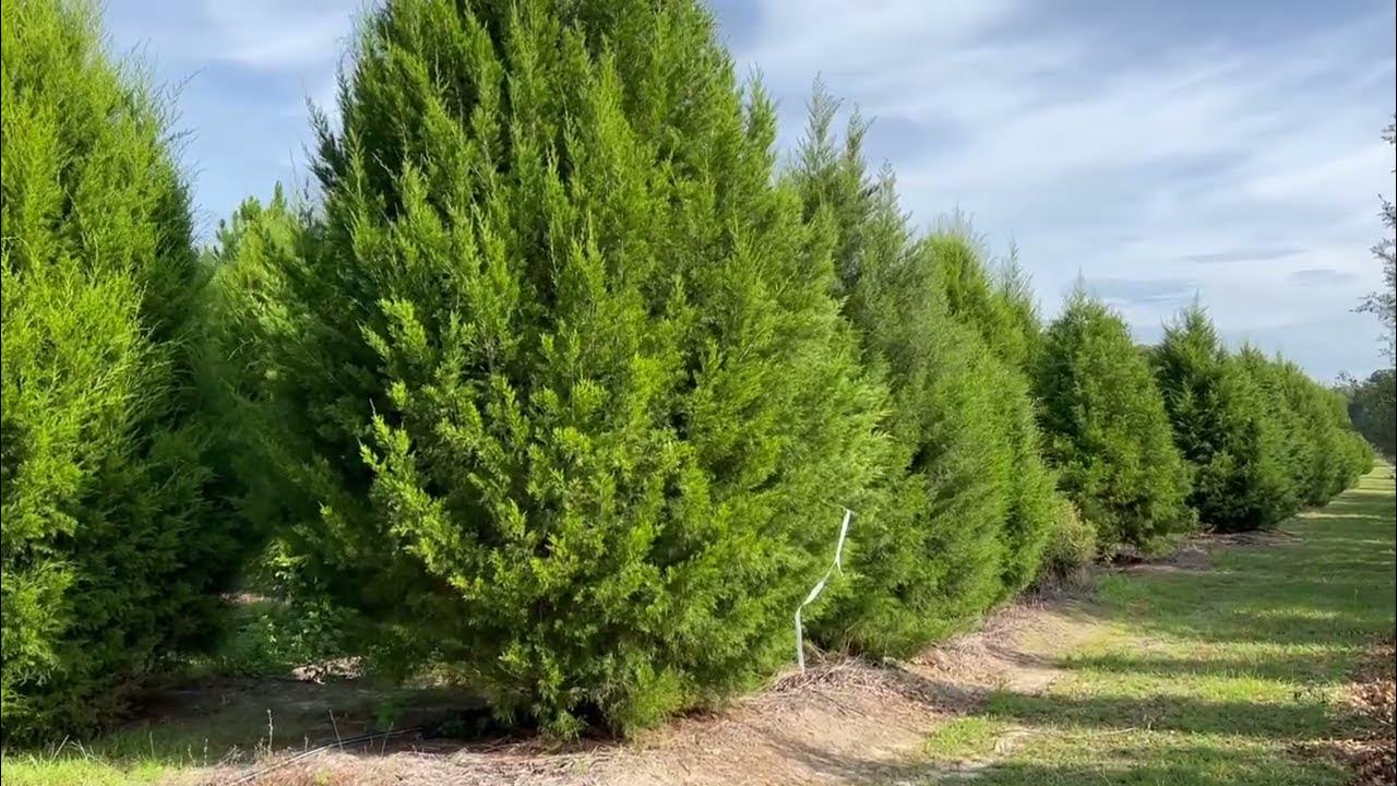 Southern Red Cedar Farm/Big Trees For Sale/Buy Large Trees and Palms