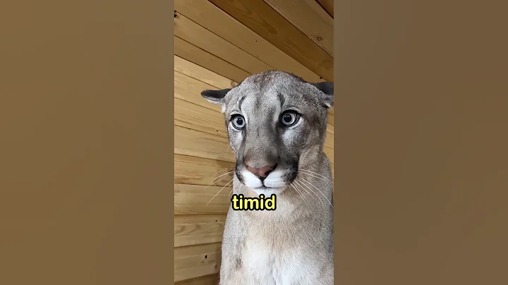 The Biggest Cat That Still Purrs 🐆🔊.