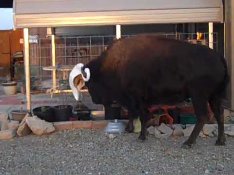 bison that tosses a swan around