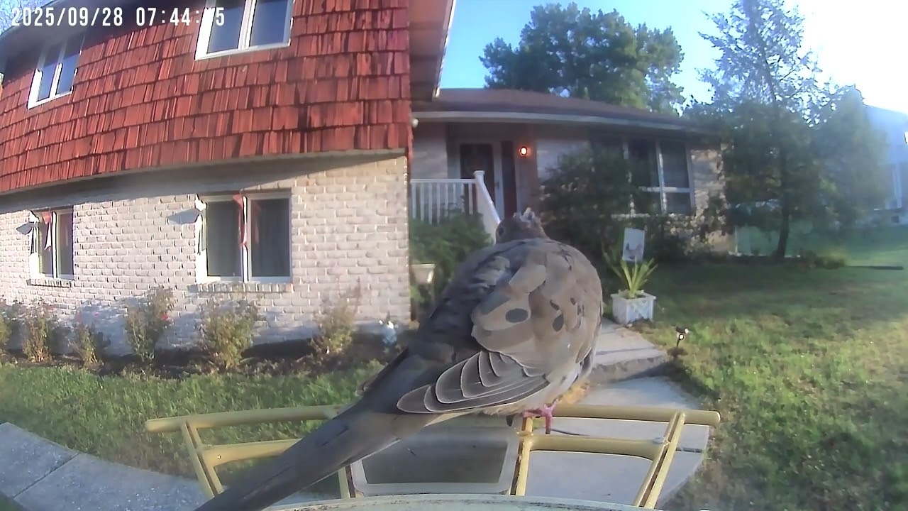 Daily Birdwatching - Netvue Birdfy Birdfeeder Cam - September 28, 2025