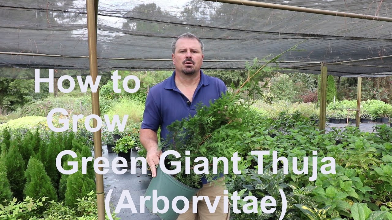 Green Giant Arborvitae Landscaping