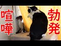 コチ君がニャル様とニコ様宅へ!初対面なので喧嘩勃発w前編