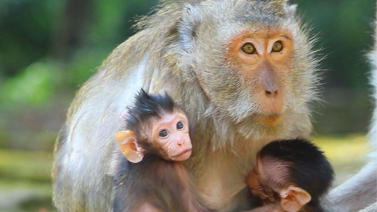 Mama Blacky Sit care two Bb in hand after long walki g to get food on Feb 7,2026/Vs.6k193. Ambers